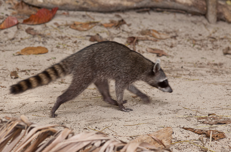 No Future in Wildlife Photography