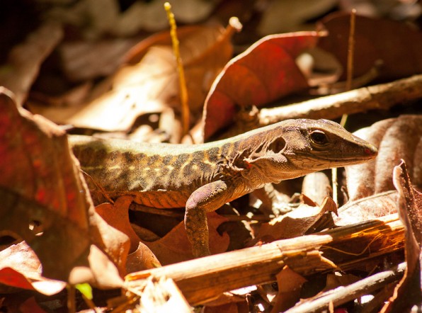 Costa Rica