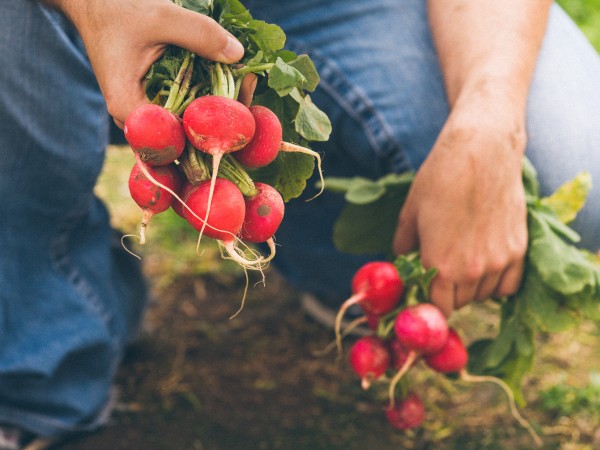 Picking radishes